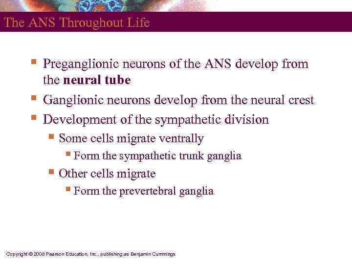 The ANS Throughout Life   §  Preganglionic neurons of the ANS develop