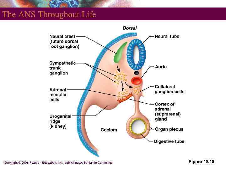 The ANS Throughout Life Copyright © 2008 Pearson Education, Inc. , publishing as Benjamin