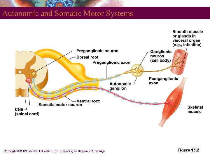 Autonomic and Somatic Motor Systems Copyright © 2008 Pearson Education, Inc. , publishing as