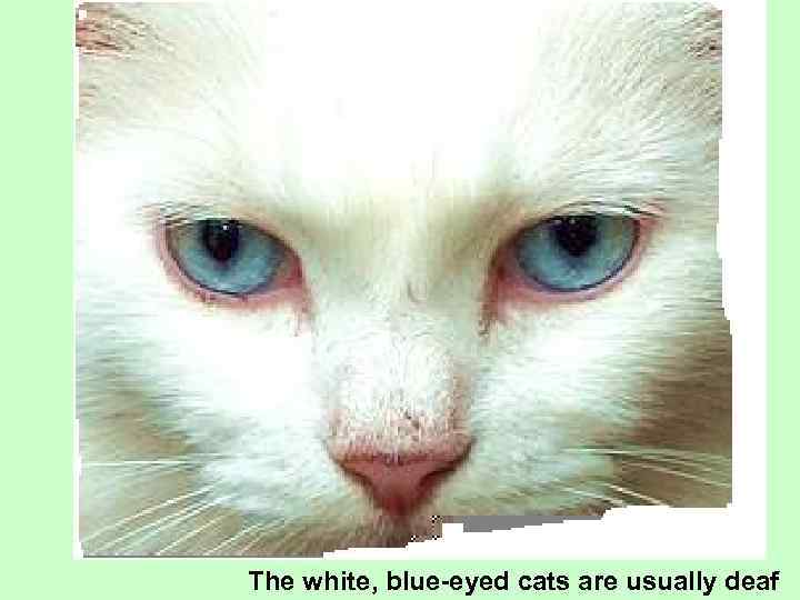 The white, blue-eyed cats are usually deaf 