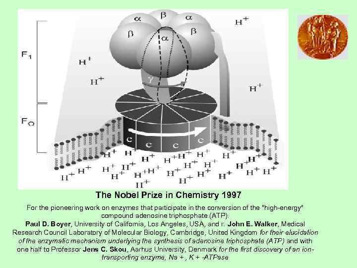      The Nobel Prize in Chemistry 1997 For the pioneering