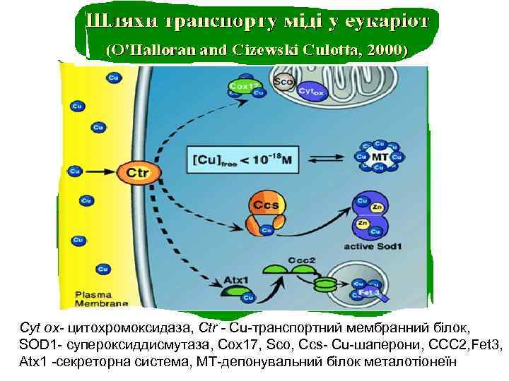 Cyt ox- цитохромоксидаза, Ctr - Cu-транспортний мембранний білок, SOD 1 - супероксиддисмутаза, Cox 17, Cyt ox- цитохромоксидаза, Ctr - Cu-транспортний мембранний білок, SOD 1 - супероксиддисмутаза, Cox 17,