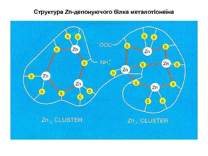 Структура Zn-депонуючого білка металотіонеїна Структура Zn-депонуючого білка металотіонеїна