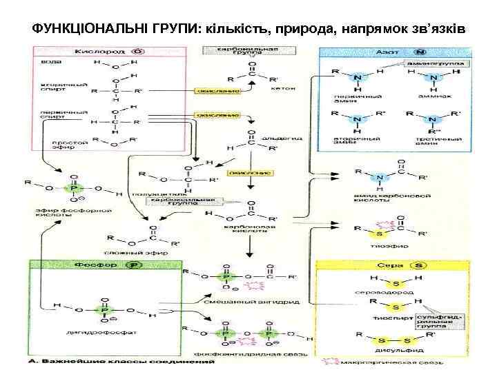 ФУНКЦІОНАЛЬНІ ГРУПИ: кількість, природа, напрямок зв’язків ФУНКЦІОНАЛЬНІ ГРУПИ: кількість, природа, напрямок зв’язків