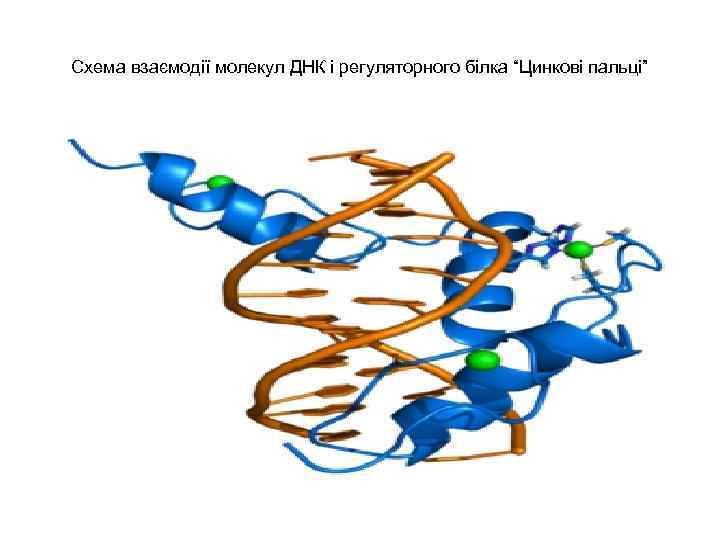 Схема взаємодії молекул ДНК і регуляторного білка “Цинкові пальці” Схема взаємодії молекул ДНК і регуляторного білка “Цинкові пальці”