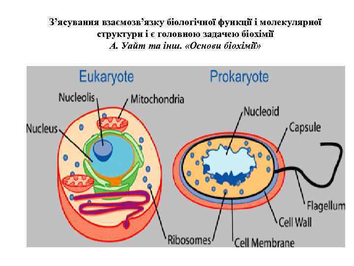 З’ясування взаємозв’язку біологічної функції і молекулярної структури і є головною задачею біохімії З’ясування взаємозв’язку біологічної функції і молекулярної структури і є головною задачею біохімії