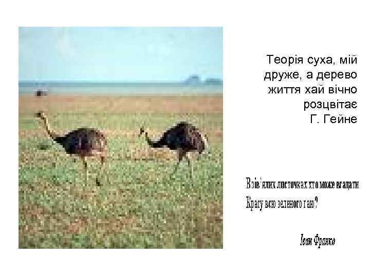 Теорія суха, мій друже, а дерево життя хай вічно розцвітає Г. Теорія суха, мій друже, а дерево життя хай вічно розцвітає Г.