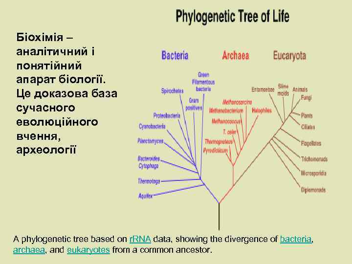 Біохімія – аналітичний і понятійний апарат біології. Це доказова база сучасного еволюційного вчення, археології Біохімія – аналітичний і понятійний апарат біології. Це доказова база сучасного еволюційного вчення, археології