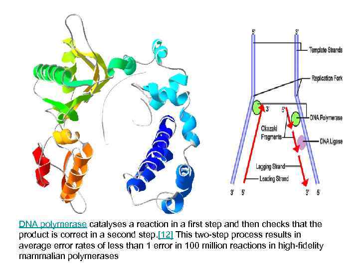 DNA polymerase catalyses a reaction in a first step and then checks that the