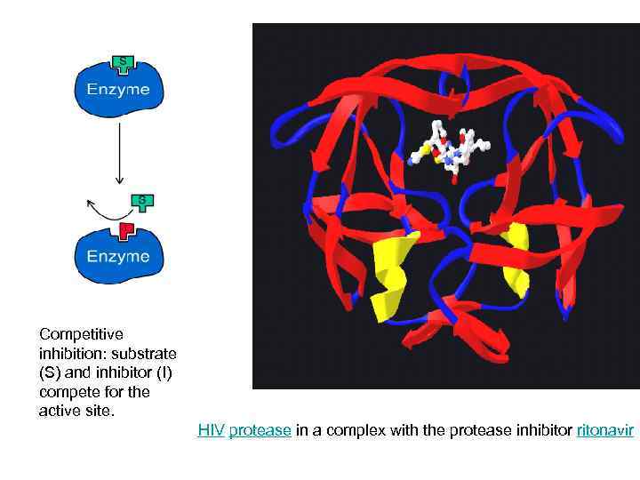 Competitive inhibition: substrate (S) and inhibitor (I) compete for the active site.  
