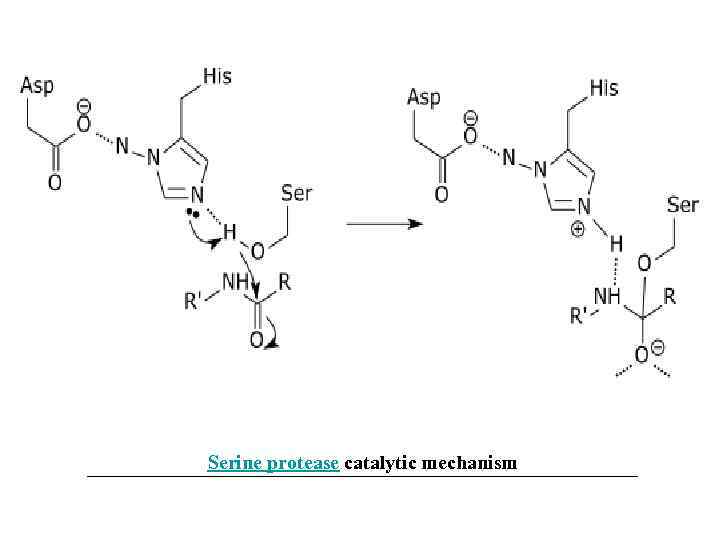 Serine protease catalytic mechanism 