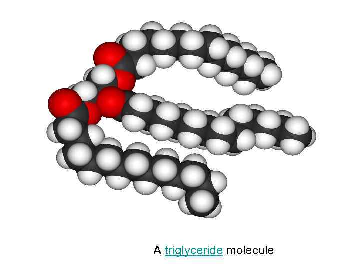 A triglyceride molecule 