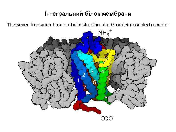     Інтегральний білок мембрани The seven transmembrane α-helix structureof a G