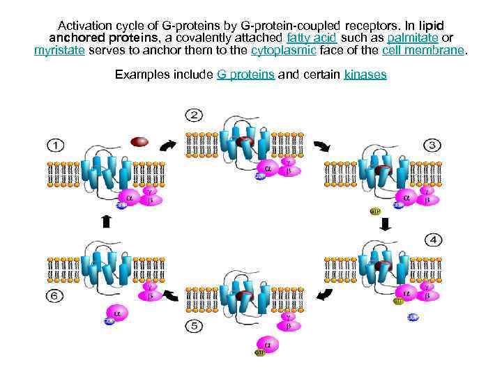   Activation cycle of G-proteins by G-protein-coupled receptors. In lipid  anchored proteins,