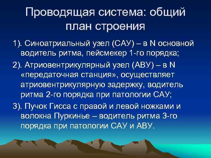   Проводящая система: общий   план строения 1). Синоатриальный узел (САУ) –