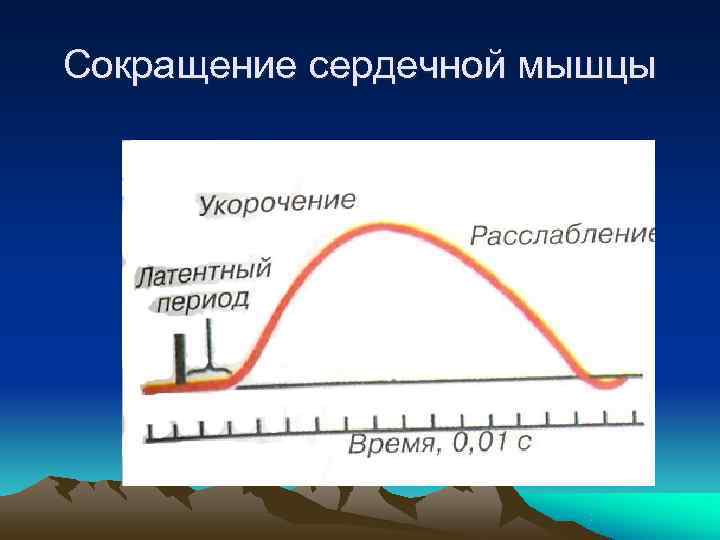 Сокращение сердечной мышцы 