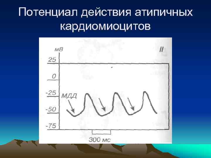 Потенциал действия физиология презентация