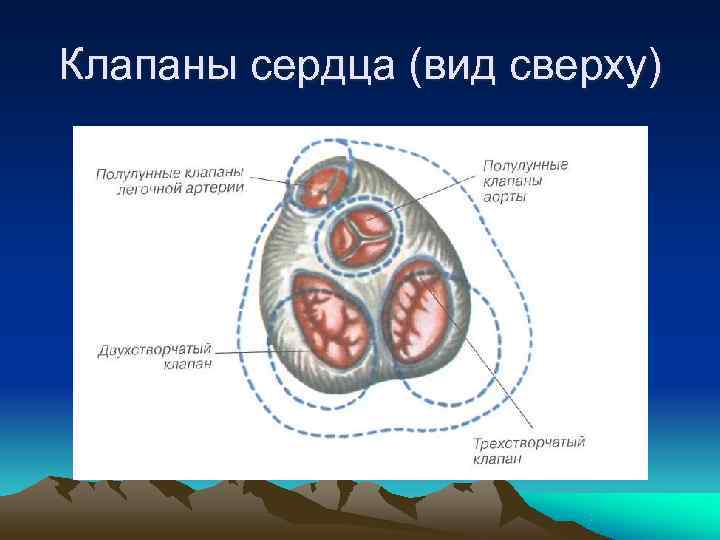 Клапаны сердца (вид сверху) 