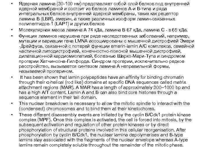 • Ядерная ламина (30 -100 нм) представляет собой слой белков под внутренней • Ядерная ламина (30 -100 нм) представляет собой слой белков под внутренней