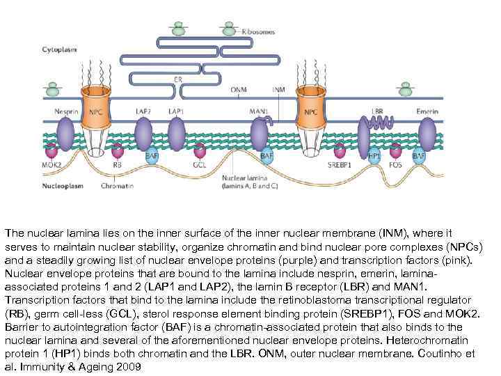 The nuclear lamina lies on the inner surface of the inner nuclear membrane (INM), The nuclear lamina lies on the inner surface of the inner nuclear membrane (INM),