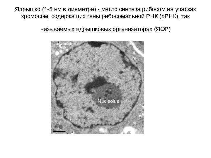 Ядрышко (1 -5 нм в диаметре) - место синтеза рибосом на учасках хромосом, Ядрышко (1 -5 нм в диаметре) - место синтеза рибосом на учасках хромосом,