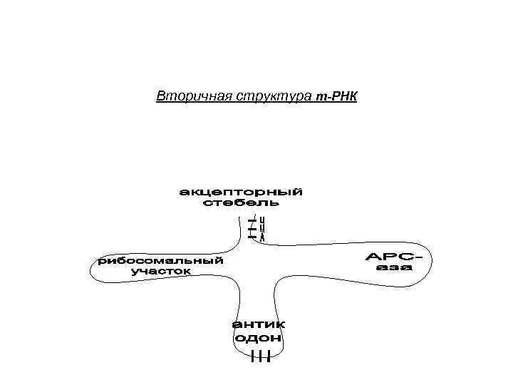 Вторичная структура т-РНК 