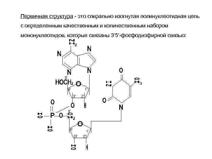 Первичная структура - это спирально изогнутая полинуклеотидная цепь с определенным качественным и количественным набором