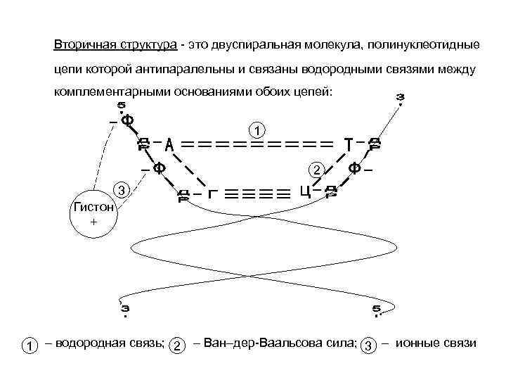   Вторичная структура - это двуспиральная молекула, полинуклеотидные цепи которой антипаралельны и связаны