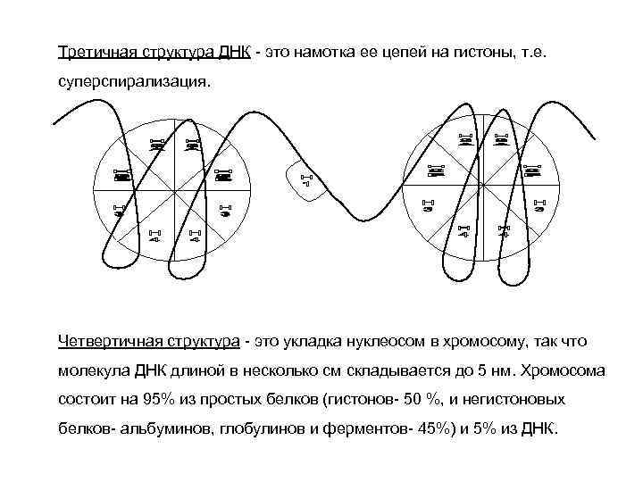 Третичная структура ДНК - это намотка ее цепей на гистоны, т. е. суперспирализация. Четвертичная