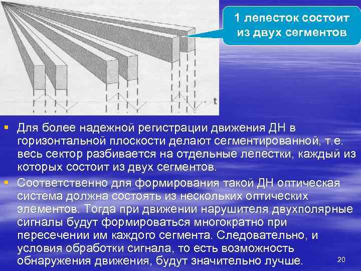        1 лепесток состоит    