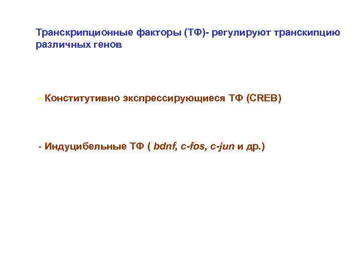 Транскрипционные факторы (ТФ)- регулируют транскипцию различных генов - Конститутивно экспрессирующиеся ТФ (CREB)  -