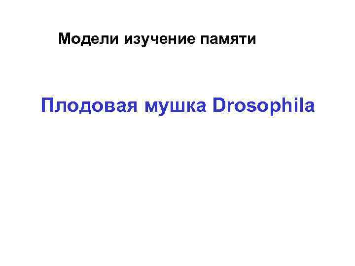  Модели изучение памяти  Плодовая мушка Drosophila 