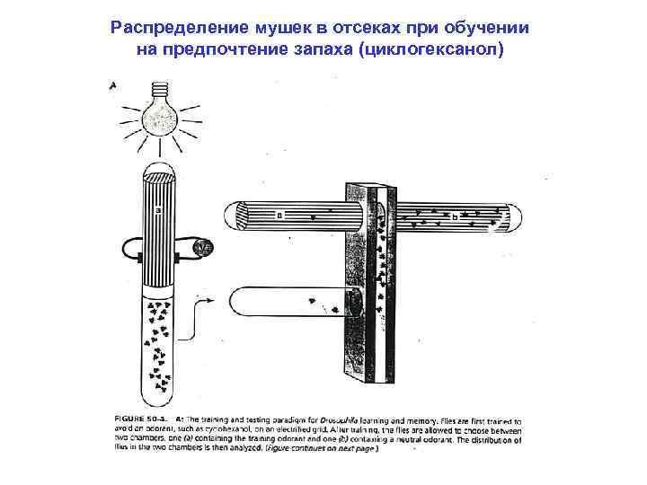 Распределение мушек в отсеках при обучении  на предпочтение запаха (циклогексанол) 