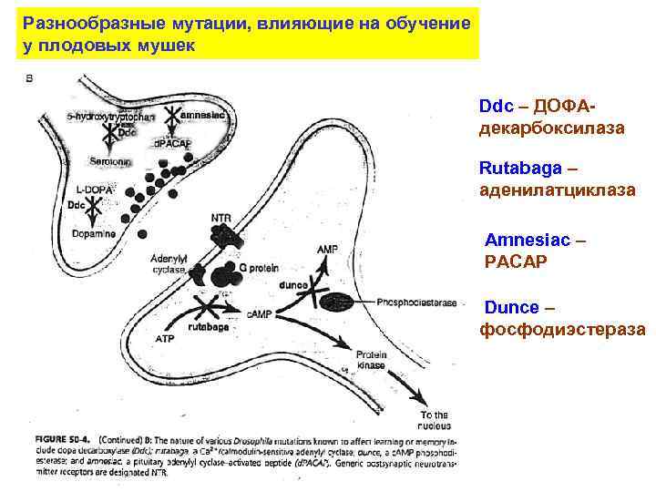 Разнообразные мутации, влияющие на обучение у плодовых мушек     Ddc –