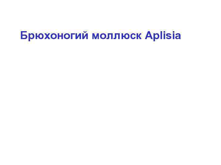 Брюхоногий моллюск Aplisia 