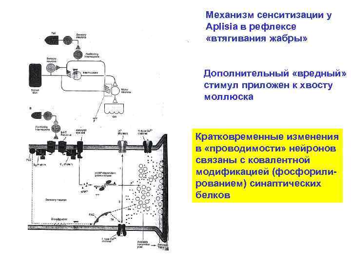  Механизм сенситизации у Aplisia в рефлексе  «втягивания жабры» Дополнительный «вредный»  стимул