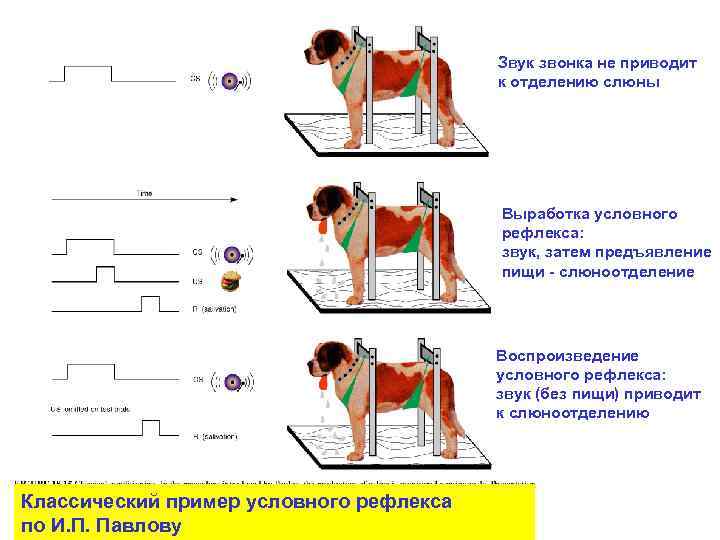        Звук звонка не приводит   
