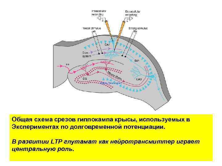Общая схема срезов гиппокампа крысы, используемых в Экспериментах по долговременной потенциации.  В развитии