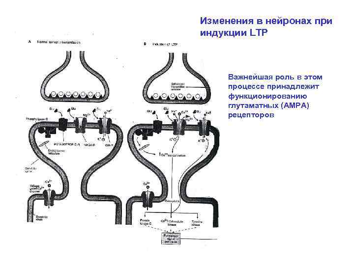 Изменения в нейpонах при индукции LTP   Важнейшая роль в этом процессе принадлежит