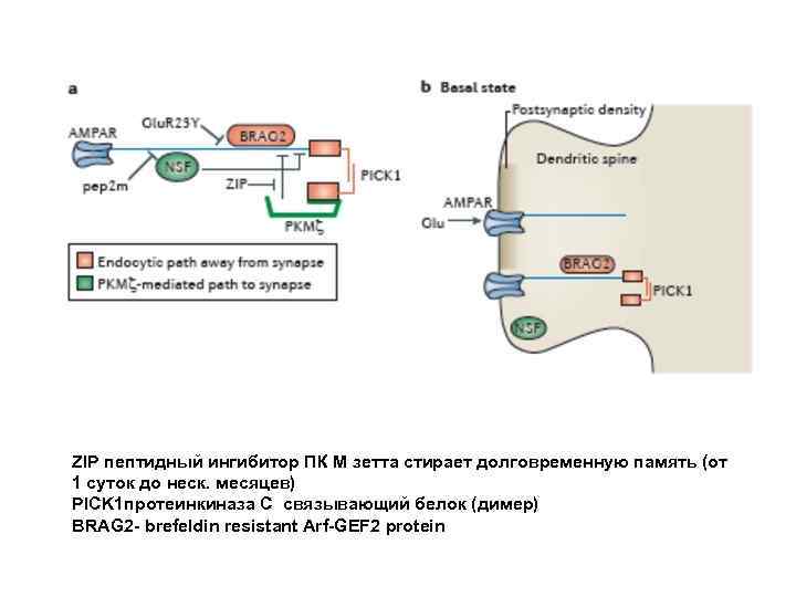 ZIP пептидный ингибитор ПК М зетта стирает долговременную память (от 1 суток до неск.