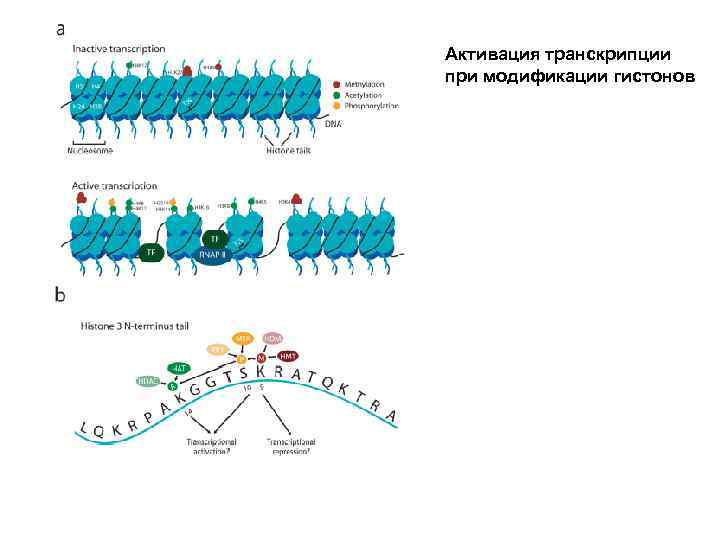 Активация транскрипции при модификации гистонов 