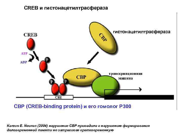   CREB и гистонацетилтрасфераза      гистонацетилтрасфераза  CBP (CREB-binding