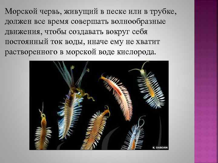 Морской червь, живущий в песке или в трубке, должен все время совершать волнообразные движения,