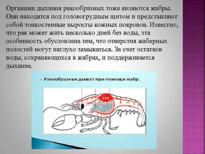 Органами дыхания ракообразных тоже являются жабры. Они находятся под головогрудным щитом и представляют собой