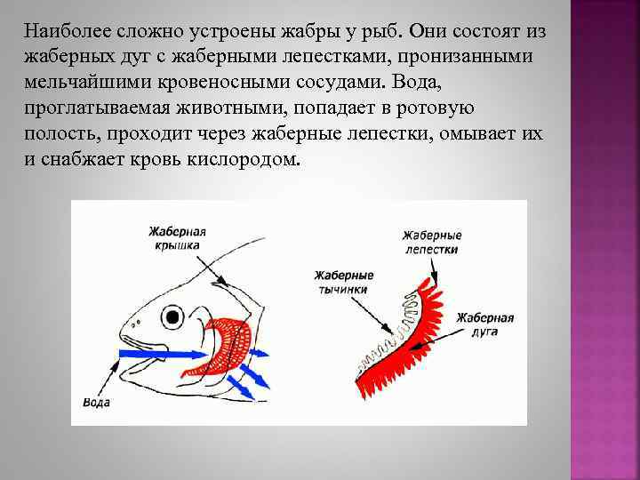 Жабры у рыбы