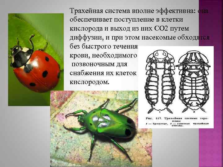 Трахейная система вполне эффективна: она обеспечивает поступление в клетки кислорода и выход из них