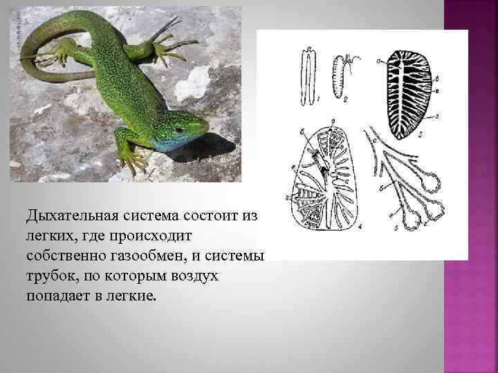 Дыхательная система состоит из легких, где происходит собственно газообмен, и системы трубок, по которым
