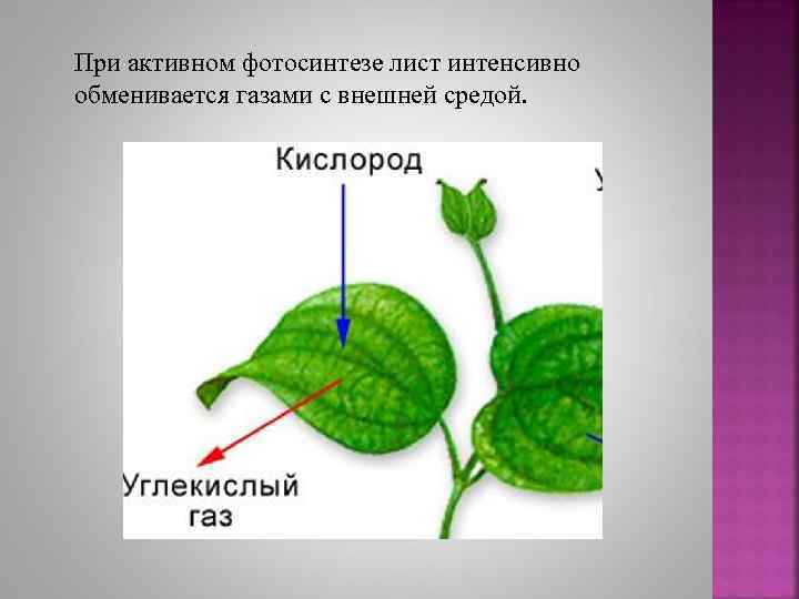 Выполняет функцию газообмена. Газообмен у растений. Газообмен листа.