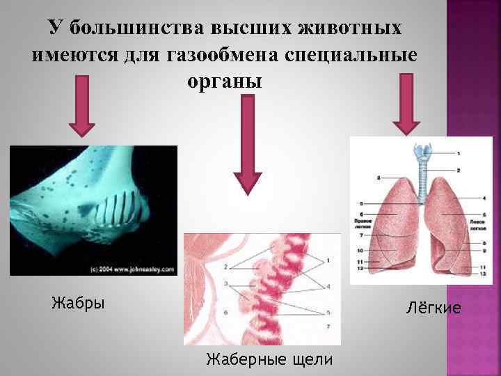 Газообмен растений