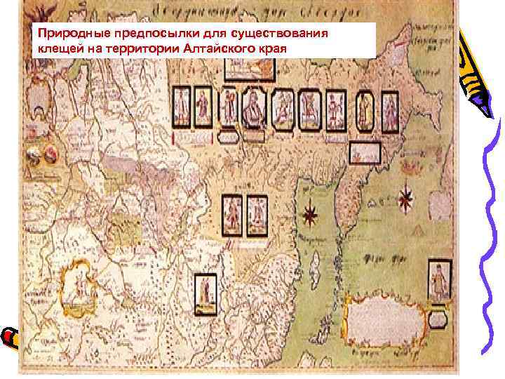 Природные предпосылки для существования клещей на территории Алтайского края Природные предпосылки для существования клещей на территории Алтайского края